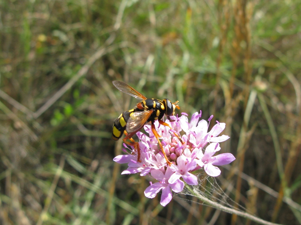 Milesia semiluctifera e Sphaerophoria scripta? S